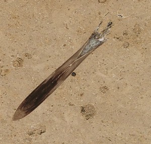 Fósil en piedra de belemnites