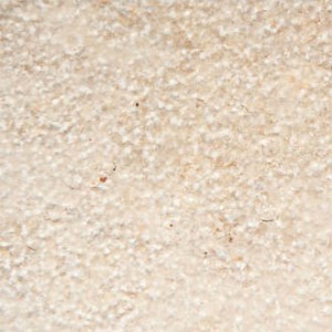 Solnhofen Praia robustica